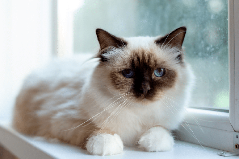 O birman&ecirc;s &eacute; soci&aacute;vel, gentil, equilibrado e conhecido pelas cl&aacute;ssicas &ldquo;luvas&rdquo; brancas nas patas 
