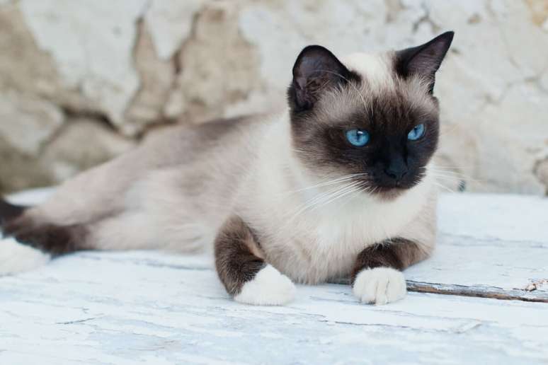 O snowshoe &eacute; curioso, brincalh&atilde;o e soci&aacute;vel, reconhecido pelas marca&ccedil;&otilde;es brancas nas patas que lembram pequenas &ldquo;botas&rdquo; 