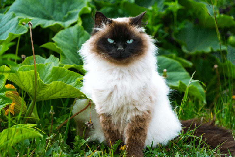 O himalaio &eacute; um gato calmo, afetuoso e de pelagem longa e volumosa 