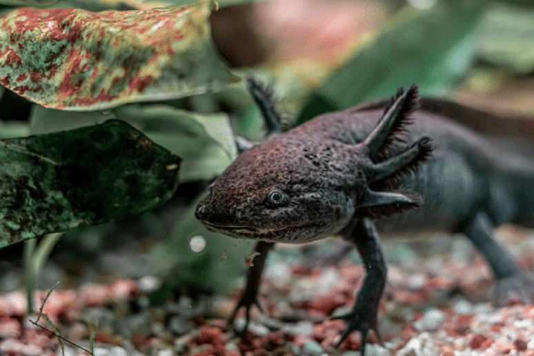 Os axolotes podem ser encontrados em diversas cores 
