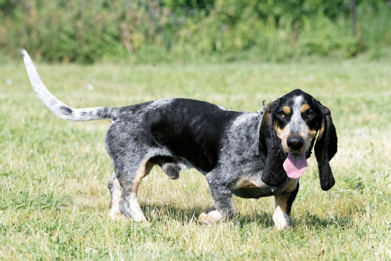Com cuidados regulares, o basset azul da Gasconha tende a manter uma vida mais saud&aacute;vel, equilibrada e feliz 