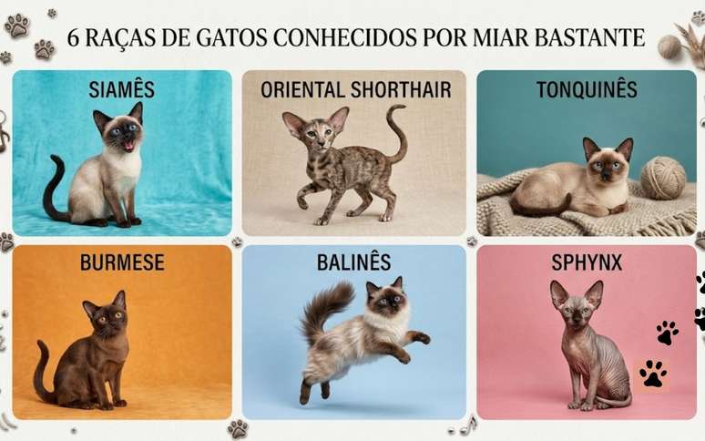Gatos mais falantes