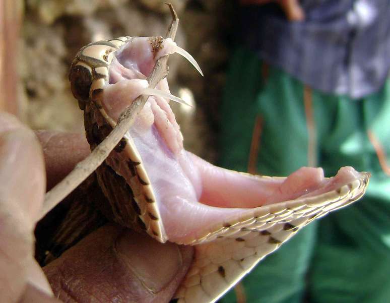 Uma cobra com a boca aberta e um tratador segurando um graveto sob suas presas para mostr&aacute;-las