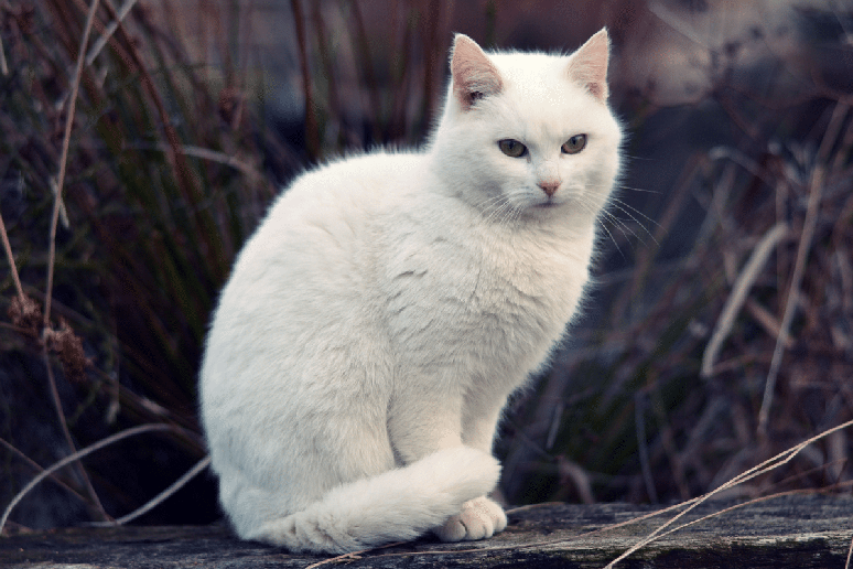 Rhaenys &eacute; o nome ideal para gatas maduras, observadoras e cheias de presen&ccedil;a&nbsp;