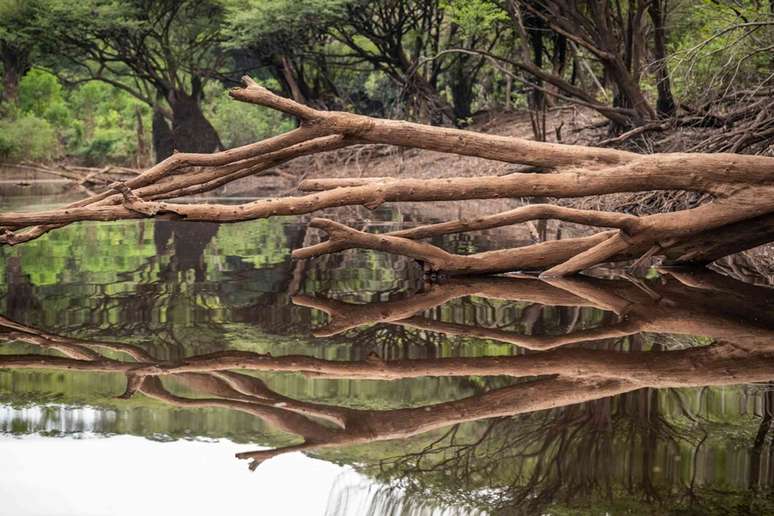 Durante o El Ni&ntilde;o de 2015-2016, algumas das florestas tropicais da Am&eacute;rica do Sul efetivamente deixaram de absorver carbono. Cavan-Images / Shutterstock