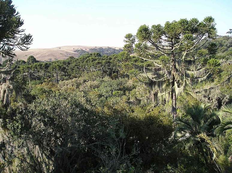 &aacute;rvores-quebra-cabe&ccedil;as na floresta
