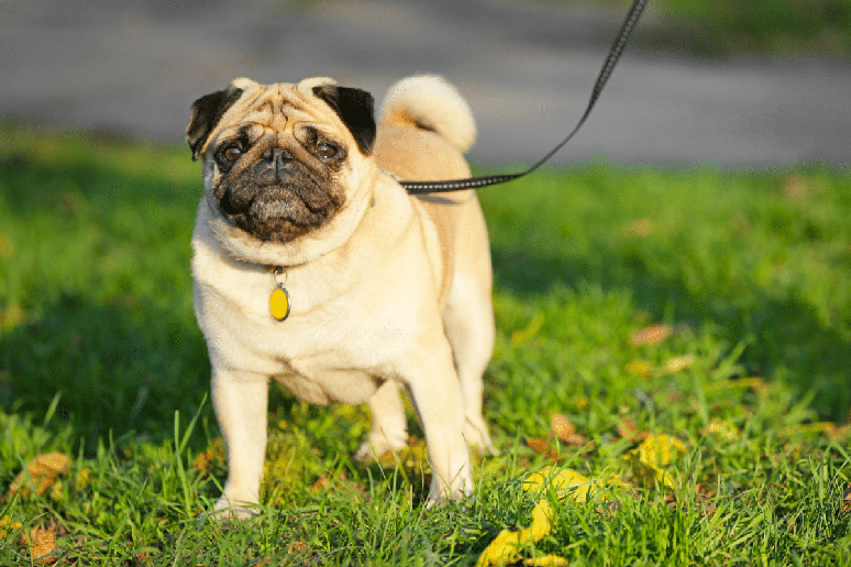 O pug chama a aten&ccedil;&atilde;o pela apar&ecirc;ncia inconfund&iacute;vel e pelo temperamento brincalh&atilde;o e afetuoso 