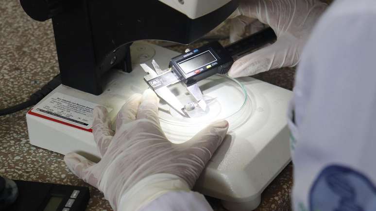 Todos os cem girinos coletados para pesquisa estavam contaminados com micropl&aacute;sticos