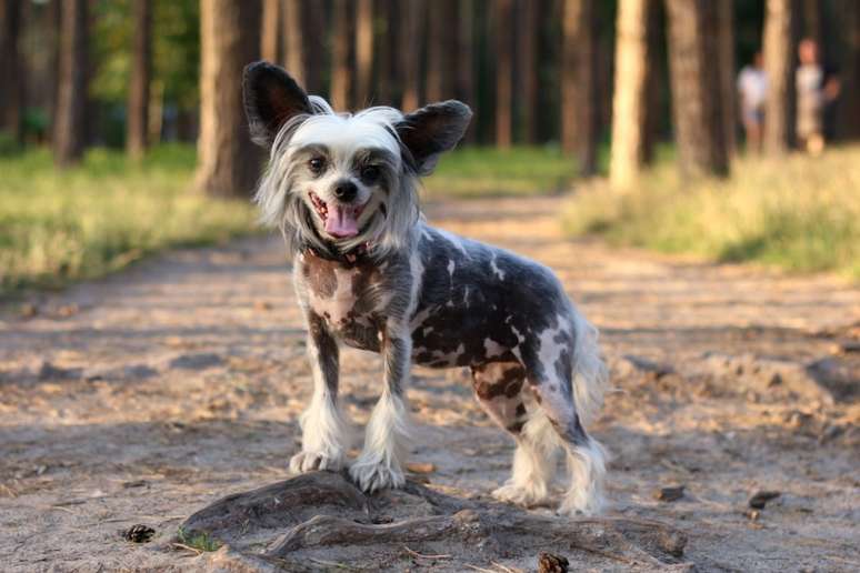O&nbsp;c&atilde;o de crista chin&ecirc;s&nbsp;&eacute; uma das ra&ccedil;as mais curiosas visualmente e costuma ser um cachorro afetuoso 
