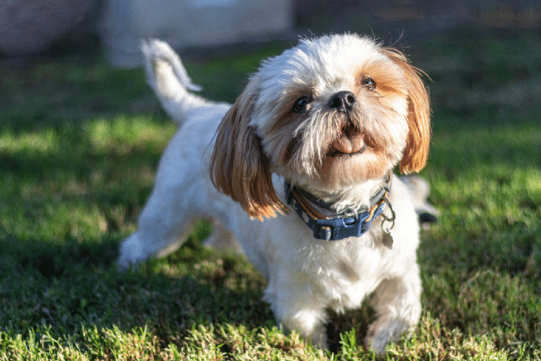 O&nbsp;shih&nbsp;tzu&nbsp;&eacute; um dos c&atilde;es de companhia mais populares do mundo e costuma ser soci&aacute;vel 