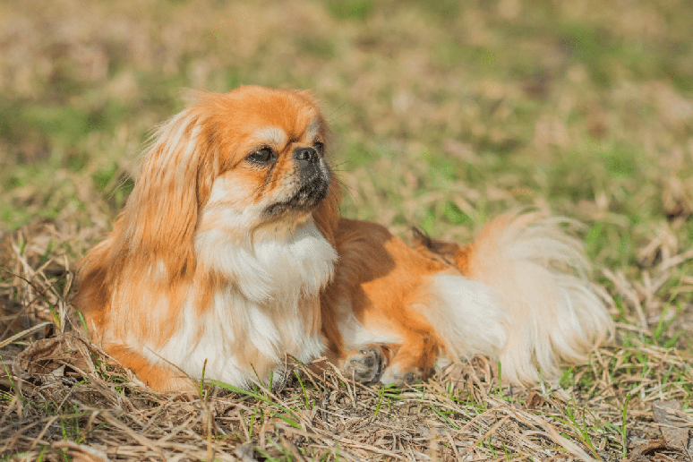 Carinhoso, o pequin&ecirc;s foi criado como c&atilde;o de companhia dentro dos pal&aacute;cios imperiais 