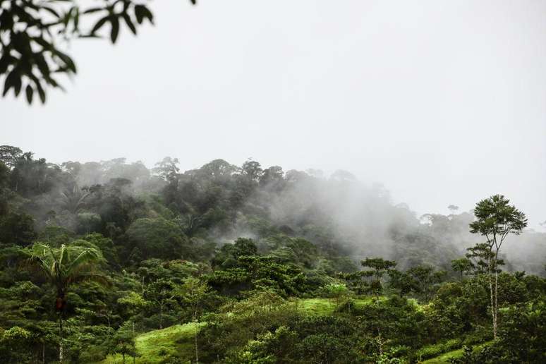 A umidade geralmente dos rios voadores no Brasil se origina na Floresta Amaz&ocirc;nica