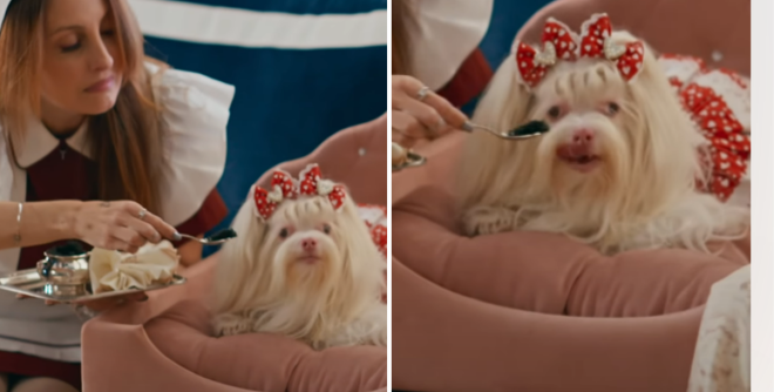 Caviar &eacute; oferecido para a cachorrinha Maria Antonieta na novela 'Quem Ama Cuida'