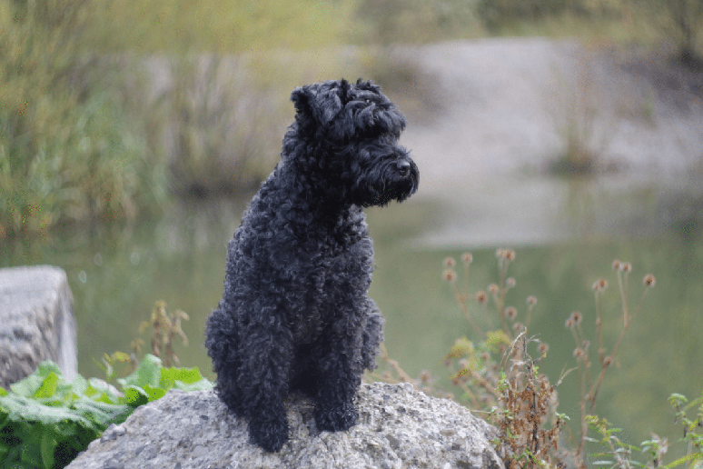 O kerry&nbsp;blue terrier precisa de escova&ccedil;&otilde;es frequentes para evitar n&oacute;s na pelagem e manter a apar&ecirc;ncia caracter&iacute;stica da ra&ccedil;a 