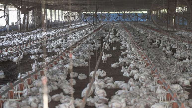 Ao deixar de produzir frango para a Korin, um fornecedor tamb&eacute;m deixou de comer a sua pr&oacute;pria produ&ccedil;&atilde;o, devido &agrave; quantidade de antibi&oacute;ticos que os animais recebiam