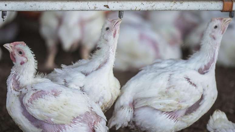 A Korin abate 17,5 mil aves diariamente, frente ao volume da avicultura nacional de 18 bilh&otilde;es de abatimentos di&aacute;rios