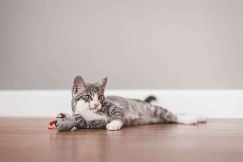 Mudan&ccedil;as no comportamento podem ser um dos primeiros sinais de que a sa&uacute;de do gato merece aten&ccedil;&atilde;o 