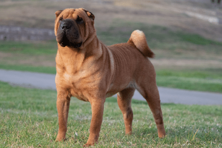 O nome Klaus combina com cachorros de porte m&eacute;dio e presen&ccedil;a imponente 