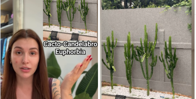 Influenciadora relata ferimentos com cacto-candelabro 