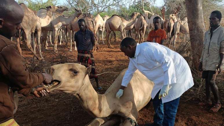 Hassan Nuya Guyo, veterin&aacute;rio no nordeste do Qu&ecirc;nia, disse que as mortes de camelos aumentaram 15% nos &uacute;ltimos dois anos na regi&atilde;o onde trabalha