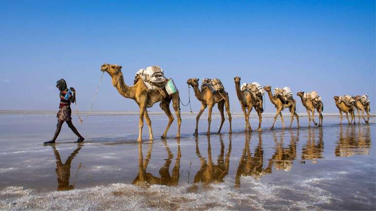 Camelos transportam blocos de sal extra&iacute;dos dos lagos ricos em minerais da depress&atilde;o Danakil, onde as temperaturas podem ultrapassar os 50&deg;C