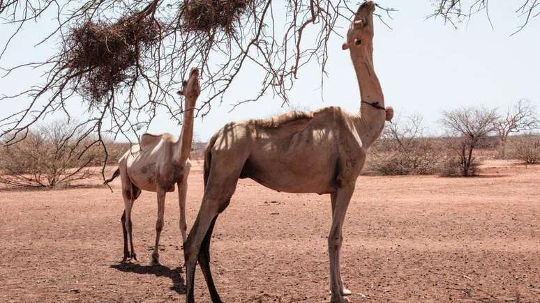 Especialistas afirmam que os camelos suportam bem temperaturas de at&eacute; cerca de 40&deg;C porque conseguem deixar a temperatura do corpo variar alguns graus ao longo do dia