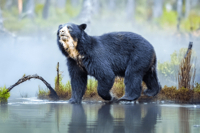 O urso-de-&oacute;culos pode ser encontrado em florestas nubladas, matas &uacute;midas de montanha, &aacute;reas de bosque seco e at&eacute; regi&otilde;es mais abertas pr&oacute;ximas ao p&aacute;ramo 