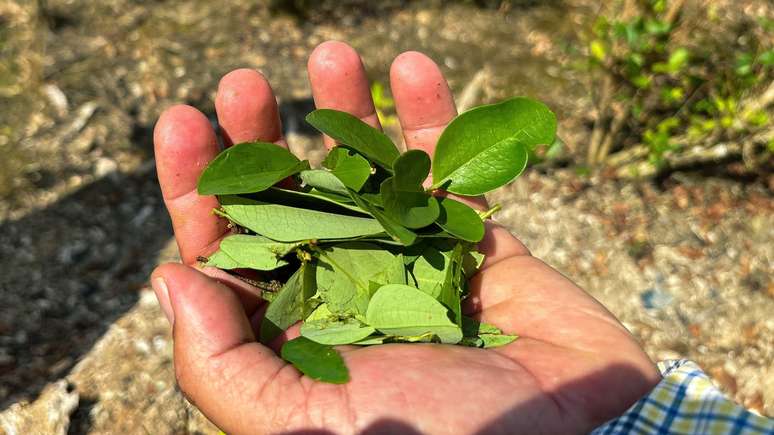 Folhas de coca, que podem ser processadas para produzir a droga coca&iacute;na