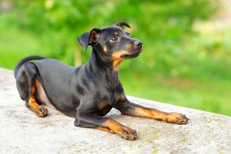 Gru pode ser um &oacute;timo nome para um pinscher carism&aacute;tico 