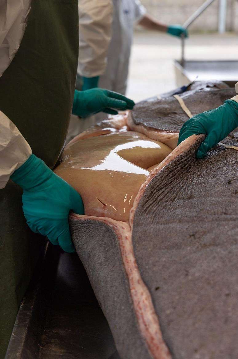 No passado, os tubar&otilde;es-da-Groenl&acirc;ndia eram ca&ccedil;ados pelo &oacute;leo extra&iacute;do de seus f&iacute;gados, mas hoje muitos acabam capturados acidentalmente em redes e linhas de pesca