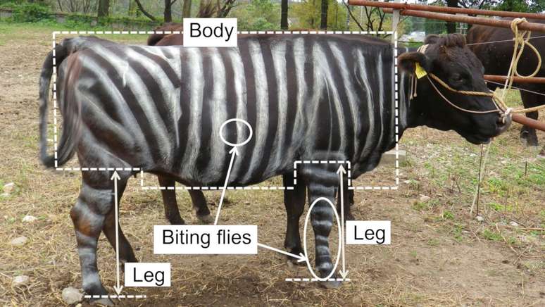 Pesquisadores japoneses descobriram que pintar vacas pretas com listras brancas, imitando o padr&atilde;o das zebras, reduz em cerca de 50% a incid&ecirc;ncia de moscas que picam esses animais