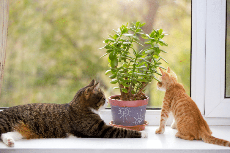 Permitir que os gatos escolham quando se aproximar favorece uma adapta&ccedil;&atilde;o mais natural e reduz o risco de experi&ecirc;ncias negativas 