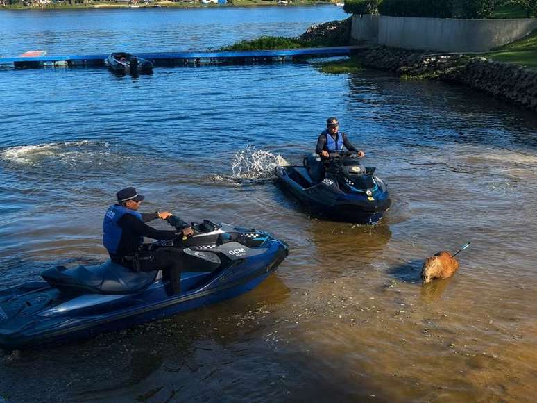 Capivara atingida por flecha morre ap&oacute;s ser resgatada na Represa Guarapiranga (SP)