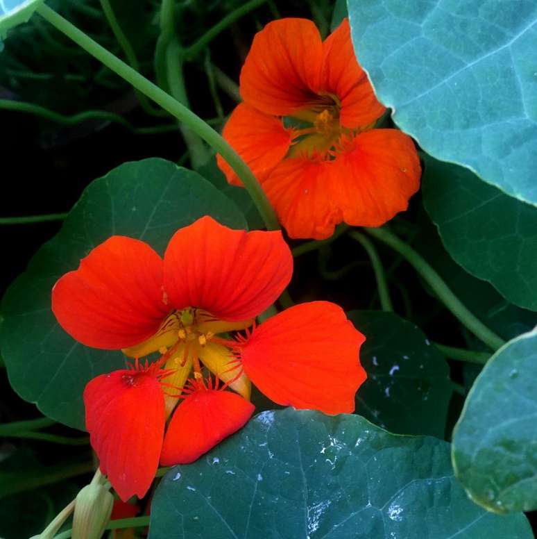 Duas flores de cinco p&eacute;talas de cor vermelha brilhante, crescendo entre folhas verdes