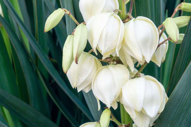 Flores brancas de p&eacute;talas grossas, contra o fundo verde das folhas da planta