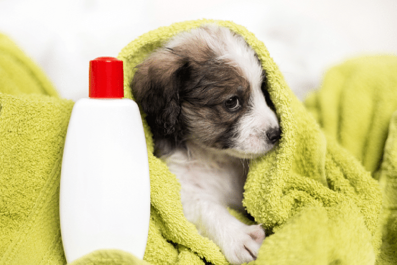 Cachorros que tem contato com banho, secador e m&aacute;quina de tosa desde filhotes tendem a lidar melhor com esses procedimentos 