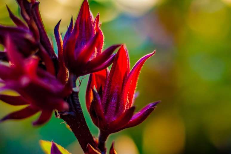 Hibisco em bot&atilde;o de cor vermelho e rosa intenso em primeiro plano, com fundo verde desfocado