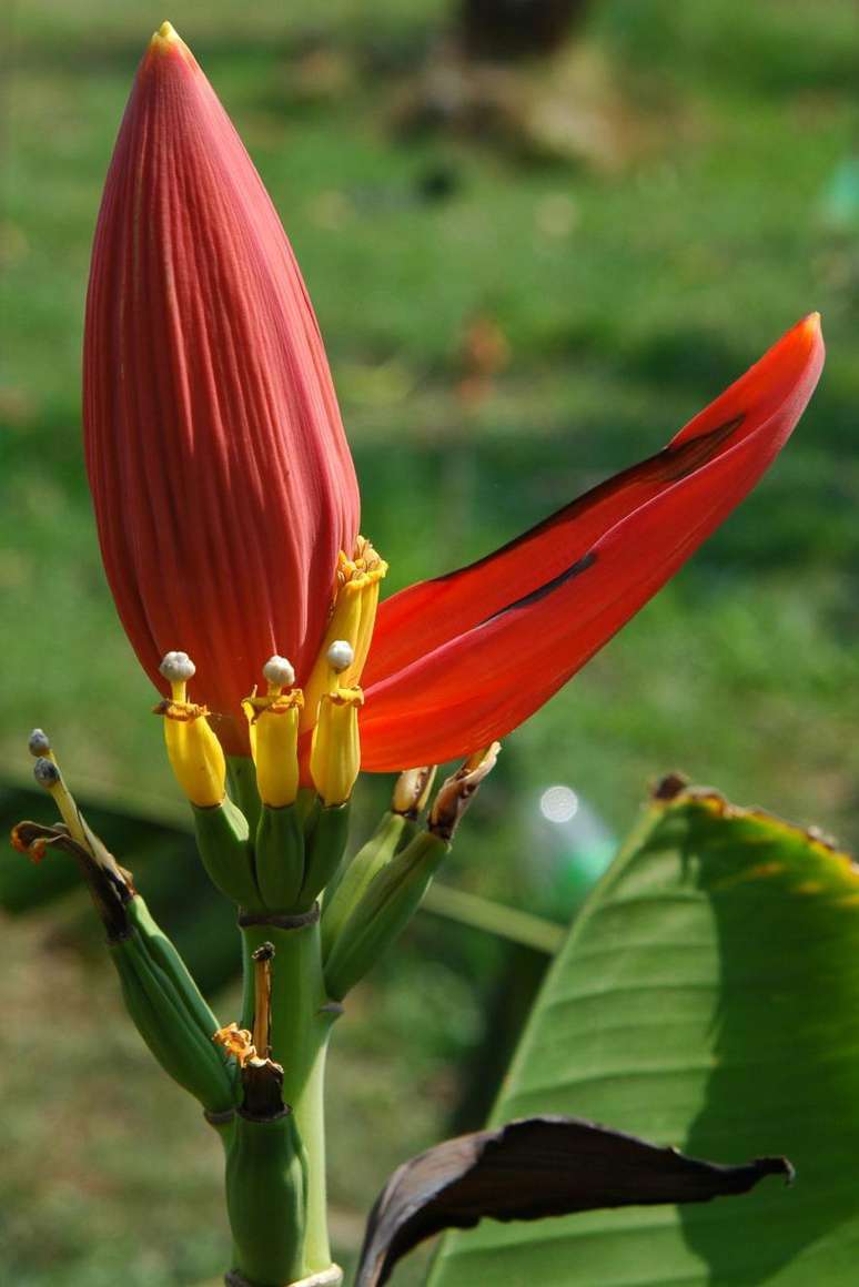 Bot&atilde;o vermelho com uma das br&aacute;cteas abertas. &Eacute; poss&iacute;vel ver parte de uma folha de bananeira sobre fundo verde.