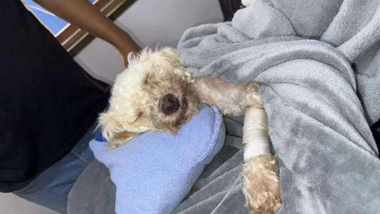 C&atilde;ozinho Beyli, da ra&ccedil;a poodle, foi encontrado ap&oacute;s passar 29 dias sob escombros de terremoto na Venezuela