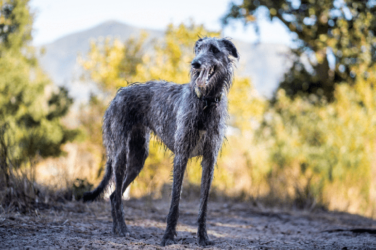 Cuidados com a alimenta&ccedil;&atilde;o, a pr&aacute;tica de exerc&iacute;cios e as consultas veterin&aacute;rias ajudam a garantir qualidade de vida ao deerhound 