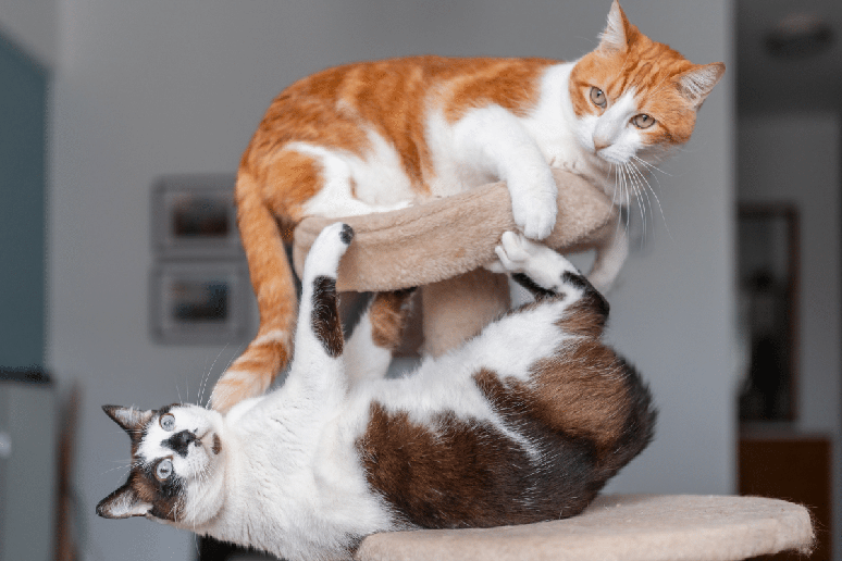 Fred e Barney&nbsp;&eacute; uma op&ccedil;&atilde;o divertida para felinos que fazem praticamente tudo juntos 