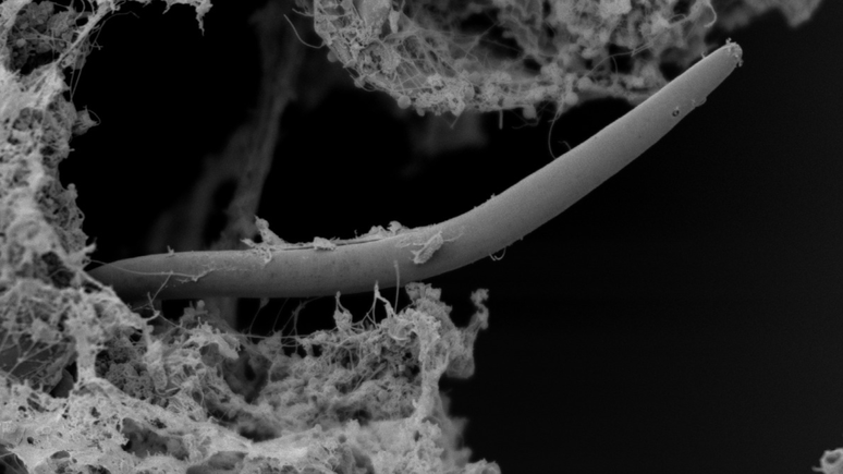 Os cientistas encontraram v&aacute;rias esp&eacute;cies de nematoides na mina de ouro Beatrix, na &Aacute;frica do Sul