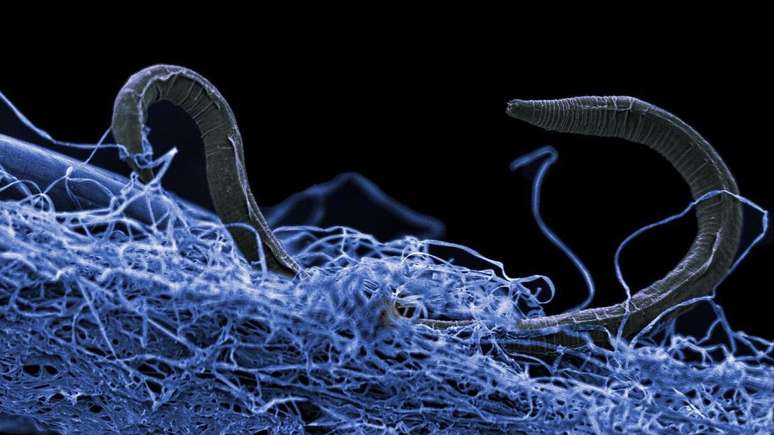 Poikilolaimus oxycercus, outro nematoide, tamb&eacute;m foi encontrado a mais de 1 km abaixo da superf&iacute;cie na &Aacute;frica do Sul