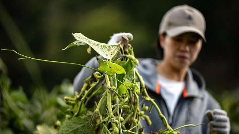 As favas de edamame (soja em vagem verde) cont&ecirc;m c&aacute;lcio, prote&iacute;nas e isoflavonas, que podem contribuir para a sa&uacute;de dos ossos a longo prazo
