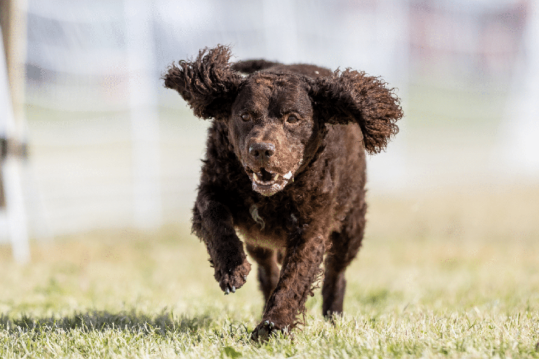 O c&atilde;o d&rsquo;&aacute;gua americano se destaca pela intelig&ecirc;ncia, habilidade na &aacute;gua e forte v&iacute;nculo com a fam&iacute;lia 