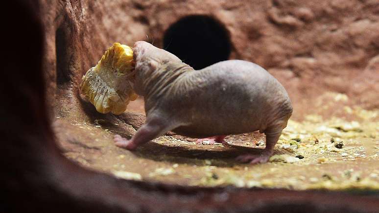O rato-toupeira-pelado vive em redes de t&uacute;neis e c&acirc;maras subterr&acirc;neas
