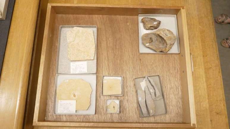 Entre os f&oacute;sseis que ser&atilde;o doados, h&aacute; rastros de animais extintos, insetos, algas e um trilobita