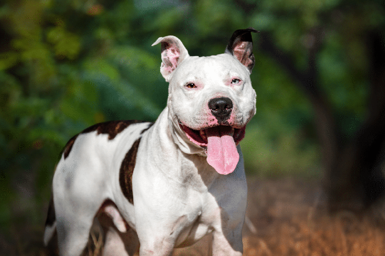 O american staffordshire terrier combina for&ccedil;a, lealdade e um temperamento afetuoso com os tutores 