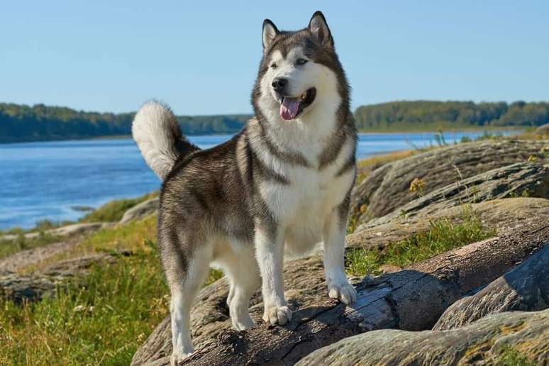 O malamute do alasca &eacute; uma ra&ccedil;a de grande porte, forte e resistente, desenvolvida para enfrentar o frio intenso 
