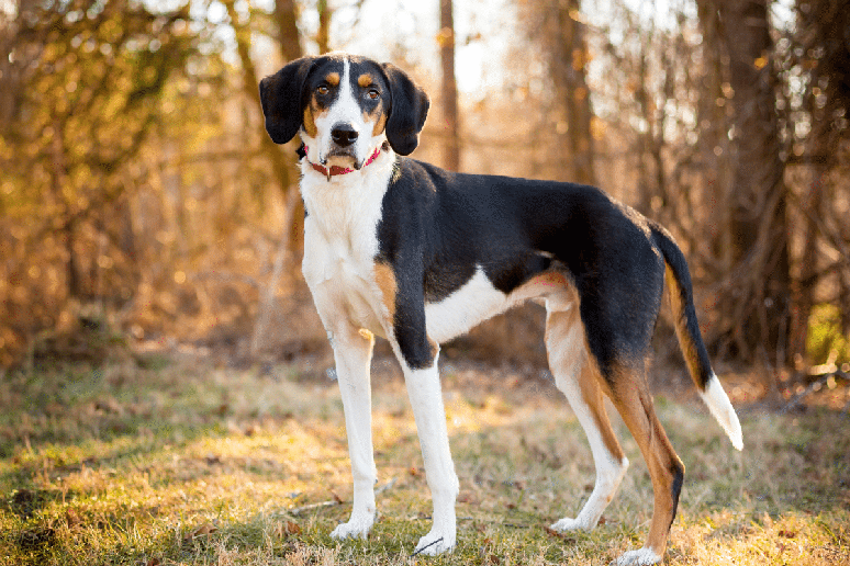 O foxhound americano &eacute; um c&atilde;o atl&eacute;tico, de excelente faro e grande disposi&ccedil;&atilde;o para atividades ao ar livre 